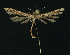  ( - NHMO-DAR-11177)  @13 [ ] CreativeCommons - Attribution Non-Commercial Share-Alike (2016) Unspecified University of Oslo, Natural History Museum
