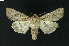  ( - NHMO-DAR-11247)  @13 [ ] CreativeCommons - Attribution Non-Commercial Share-Alike (2016) Unspecified University of Oslo, Natural History Museum