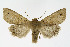  ( - NHMO-DAR-11258)  @14 [ ] CreativeCommons - Attribution Non-Commercial Share-Alike (2016) Unspecified University of Oslo, Natural History Museum