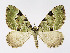  (Colostygia pectinataria - NHMO-DAR-11278)  @15 [ ] CreativeCommons - Attribution Non-Commercial Share-Alike (2016) Unspecified University of Oslo, Natural History Museum