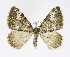  ( - NHMO-DAR-11325)  @14 [ ] CreativeCommons - Attribution Non-Commercial Share-Alike (2016) Unspecified University of Oslo, Natural History Museum