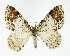  ( - NHMO-DAR-11336)  @11 [ ] CreativeCommons - Attribution Non-Commercial Share-Alike (2016) Unspecified University of Oslo, Natural History Museum