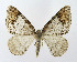 ( - NHMO-DAR-11337)  @14 [ ] CreativeCommons - Attribution Non-Commercial Share-Alike (2016) Unspecified University of Oslo, Natural History Museum