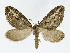  ( - NHMO-DAR-11338)  @14 [ ] CreativeCommons - Attribution Non-Commercial Share-Alike (2016) Unspecified University of Oslo, Natural History Museum
