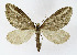  ( - NHMO-DAR-11339)  @14 [ ] CreativeCommons - Attribution Non-Commercial Share-Alike (2016) Unspecified University of Oslo, Natural History Museum