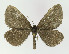  (Odezia - NHMO-DAR-11349)  @15 [ ] CreativeCommons - Attribution Non-Commercial Share-Alike (2016) Unspecified University of Oslo, Natural History Museum