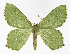  (Hemithea aestivaria - NHMO-DAR-11355)  @15 [ ] CreativeCommons - Attribution Non-Commercial Share-Alike (2016) Unspecified University of Oslo, Natural History Museum