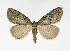  ( - NHMO-DAR-11384)  @13 [ ] CreativeCommons - Attribution Non-Commercial Share-Alike (2016) Unspecified University of Oslo, Natural History Museum