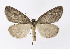 ( - NHMO-DAR-11385)  @14 [ ] CreativeCommons - Attribution Non-Commercial Share-Alike (2016) Unspecified University of Oslo, Natural History Museum