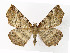  ( - NHMO-DAR-11399)  @14 [ ] CreativeCommons - Attribution Non-Commercial Share-Alike (2016) Unspecified University of Oslo, Natural History Museum