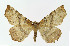  ( - NHMO-DAR-11401)  @14 [ ] CreativeCommons - Attribution Non-Commercial Share-Alike (2016) Unspecified University of Oslo, Natural History Museum