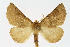  ( - NHMO-DAR-11405)  @14 [ ] CreativeCommons - Attribution Non-Commercial Share-Alike (2016) Unspecified University of Oslo, Natural History Museum