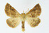  ( - NHMO-DAR-11407)  @14 [ ] CreativeCommons - Attribution Non-Commercial Share-Alike (2016) Unspecified University of Oslo, Natural History Museum