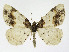 (Ligdia adustata - NHMO-DAR-11433)  @15 [ ] CreativeCommons - Attribution Non-Commercial Share-Alike (2016) Unspecified University of Oslo, Natural History Museum