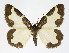  ( - NHMO-DAR-11438)  @15 [ ] CreativeCommons - Attribution Non-Commercial Share-Alike (2016) Unspecified University of Oslo, Natural History Museum
