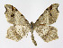  ( - NHMO-DAR-11441)  @14 [ ] CreativeCommons - Attribution Non-Commercial Share-Alike (2016) Unspecified University of Oslo, Natural History Museum