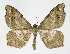  ( - NHMO-DAR-11442)  @14 [ ] CreativeCommons - Attribution Non-Commercial Share-Alike (2016) Unspecified University of Oslo, Natural History Museum
