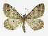  ( - NHMO-DAR-11444)  @15 [ ] CreativeCommons - Attribution Non-Commercial Share-Alike (2016) Unspecified University of Oslo, Natural History Museum