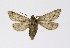  ( - NHMO-DAR-11452)  @11 [ ] CreativeCommons - Attribution Non-Commercial Share-Alike (2016) Unspecified University of Oslo, Natural History Museum