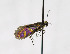  ( - NHMO-DAR-11464)  @12 [ ] CreativeCommons - Attribution Non-Commercial Share-Alike (2016) Unspecified University of Oslo, Natural History Museum