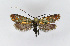  ( - NHMO-DAR-11775)  @14 [ ] CreativeCommons - Attribution Non-Commercial Share-Alike (2017) Unspecified University of Oslo, Natural History Museum