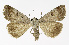  ( - NHMO-DAR-11778)  @14 [ ] CreativeCommons - Attribution Non-Commercial Share-Alike (2017) Unspecified University of Oslo, Natural History Museum