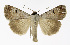  ( - NHMO-DAR-11780)  @13 [ ] CreativeCommons - Attribution Non-Commercial Share-Alike (2017) Unspecified University of Oslo, Natural History Museum