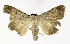  ( - NHMO-DAR-11781)  @13 [ ] CreativeCommons - Attribution Non-Commercial Share-Alike (2017) Unspecified University of Oslo, Natural History Museum