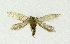  (Pseudopostega crepusculella - NHMO-DAR-11870)  @14 [ ] CreativeCommons - Attribution Non-Commercial Share-Alike (2017) Unspecified University of Oslo, Natural History Museum