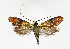  (Nemophora minimella - NHMO-DAR-11872)  @14 [ ] CreativeCommons - Attribution Non-Commercial Share-Alike (2017) Unspecified University of Oslo, Natural History Museum