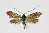  ( - NHMO-DAR-11873)  @12 [ ] CreativeCommons - Attribution Non-Commercial Share-Alike (2017) Unspecified University of Oslo, Natural History Museum
