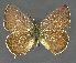  ( - NHMO-DAR-11920)  @13 [ ] CreativeCommons - Attribution Non-Commercial Share-Alike (2017) Unspecified University of Oslo, Natural History Museum