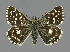  ( - NHMO-DAR-11937)  @14 [ ] CreativeCommons - Attribution Non-Commercial Share-Alike (2017) Unspecified University of Oslo, Natural History Museum
