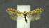  ( - NHMO-DAR-11944)  @12 [ ] CreativeCommons - Attribution Non-Commercial Share-Alike (2017) Unspecified University of Oslo, Natural History Museum