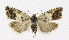  ( - NHMO-DAR-12019)  @14 [ ] CreativeCommons - Attribution Non-Commercial Share-Alike (2017) Unspecified University of Oslo, Natural History Museum