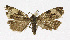 ( - NHMO-DAR-12022)  @11 [ ] CreativeCommons - Attribution Non-Commercial Share-Alike (2017) Unspecified University of Oslo, Natural History Museum