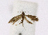  (Heliozela sp. KMO01 - NHMO-DAR-12025)  @11 [ ] CreativeCommons - Attribution Non-Commercial Share-Alike (2017) Unspecified University of Oslo, Natural History Museum