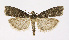  (Ortholepis betulae - NHMO-DAR-12027)  @15 [ ] CreativeCommons - Attribution Non-Commercial Share-Alike (2017) Unspecified University of Oslo, Natural History Museum