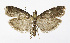  ( - NHMO-DAR-12029)  @14 [ ] CreativeCommons - Attribution Non-Commercial Share-Alike (2017) Unspecified University of Oslo, Natural History Museum