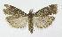  ( - NHMO-DAR-12031)  @14 [ ] CreativeCommons - Attribution Non-Commercial Share-Alike (2017) Unspecified University of Oslo, Natural History Museum