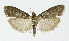  ( - NHMO-DAR-12032)  @14 [ ] CreativeCommons - Attribution Non-Commercial Share-Alike (2017) Unspecified University of Oslo, Natural History Museum