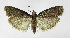  ( - NHMO-DAR-12034)  @13 [ ] CreativeCommons - Attribution Non-Commercial Share-Alike (2017) Unspecified University of Oslo, Natural History Museum