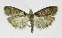  ( - NHMO-DAR-12035)  @14 [ ] CreativeCommons - Attribution Non-Commercial Share-Alike (2017) Unspecified University of Oslo, Natural History Museum