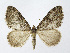  ( - NHMO-DAR-12068)  @14 [ ] CreativeCommons - Attribution Non-Commercial Share-Alike (2017) Unspecified University of Oslo, Natural History Museum
