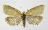  ( - NHMO-DAR-12069)  @11 [ ] CreativeCommons - Attribution Non-Commercial Share-Alike (2017) Unspecified University of Oslo, Natural History Museum