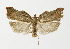  ( - NHMO-DAR-12510)  @13 [ ] CreativeCommons - Attribution Non-Commercial Share-Alike (2017) Unspecified University of Oslo, Natural History Museum