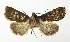  ( - NHMO-DAR-13466)  @11 [ ] CreativeCommons - Attribution Non-Commercial Share-Alike (2017) Unspecified University of Oslo, Natural History Museum