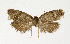  ( - NHMO-DAR-13497)  @12 [ ] CreativeCommons - Attribution Non-Commercial Share-Alike (2017) Unspecified University of Oslo, Natural History Museum
