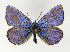  ( - NHMO-DAR-13509)  @14 [ ] CreativeCommons - Attribution Non-Commercial Share-Alike (2017) Unspecified University of Oslo, Natural History Museum