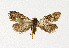  ( - NHMO-DAR-13519)  @11 [ ] CreativeCommons - Attribution Non-Commercial Share-Alike (2017) Unspecified University of Oslo, Natural History Museum